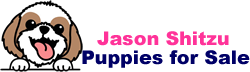 jasonshitzupuppiesforsale.com